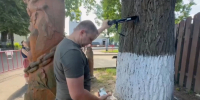 Черешчатому дубу во Владимире сделали «УЗИ» - Progorod33.Ru