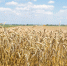 wheat-field-ready-harvest - ТРК Щелково