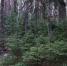 background - Cher-Poisk.Ru