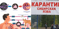 Памятка по профилактике сибирской язвы животных. - Кикнурский округ