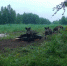 С 1 июля на Вологодчине стартует прием заявлений на распределение разрешений на добычу лося, бурого медведя и кабана - Правительство Вологодской области