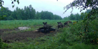 С 1 июля на Вологодчине стартует прием заявлений на распределение разрешений на добычу лося, бурого медведя и кабана - Правительство Вологодской области