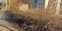 На улице Карачевской спиленные деревья лежат с зимы - Калужский перекрёсток
