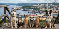 Куда пристроить питомца на время отпуска? - Телекомпания ТВ-21
