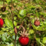 Фото: Павел Глазков / «Каждой твари по паре» - Мой район