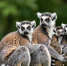 Маленькое чудо: медики из Братского района спасли жизнь новорожденному ягнёнку - IrkutskMedia.Ru
