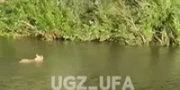 В Уфе на реке спасатели помогли собаке добраться до берега - Башинформ