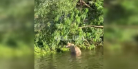 Уфимские спасатели пришли на помощь строптивой собаке посреди Белой - ProUral.Info