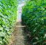 Государственная поддержка ЛПХ: поспешите подать заявки на субсидии - Газета Калининец