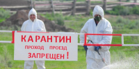 Карантин по бешенству ввели в поселке Воротынского округа - НИА Нижний Новгород