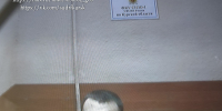 Железногорским городским судом к лишению свободы осужден 44-летний местный житель, избивший до смерти свою мать за отказ дать 100 рублей на спиртное - Железногорский городской суд