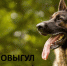 Самовыгул животных опасен. - Петуховский муниципальный округ