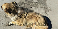 На Соколе расстреляли двух собак. Одна из них была в ошейнике - Gorod48.ru