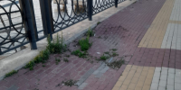 img - ЛДПР