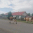 В Иркутской области проведут обследования сельхозживотных на блютанг - 1-LINE