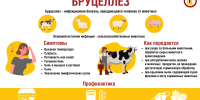 Осторожно – бруцеллез! - ОТВ-Серпухов