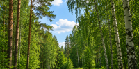 Жителям Курганской области вновь разрешили посещать леса - Kurgan.Ru