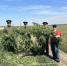 В Пролетарском районе проведена акция "Единый день борьбы с дикорастущей коноплей" - Пролетарский район