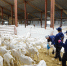 Кумёнская козоводческая ферма на две трети увеличила выпуск продукции за год - Кировская правда