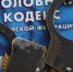 В Гатчине задержали курьера мошенников, которые украли у пенсионерки 400 тыс. рублей - 47Channel.Ru