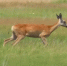 Вслед за мамой-косулей резво бежит по заказнику «Светлинский» - Ria56.Ru