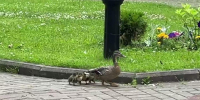 Видео: на улице в Петербурге заметили утку-мать, выгуливающую семерых утят - Spbdnevnik.ru