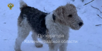 В Краснознаменске владелец собаки заплатит 50 тысяч за нападение на пенсионерку - KaliningradToday.Ru