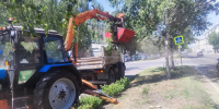 В Барнауле высадят новые березы на пр-кте Ленина - Администрация г. Барнаул