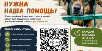 Приюту для бездомных животных «Добрый друг» нужна помощь устькутян - Усть-Кутский район