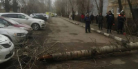 Лишилась ноги. Директор УК в Оренбурге ответит за упавшее на девушку дерево - Yuzh-Ural.Ru