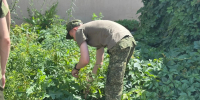 В Новочеркасске уничтожили кусты дикорастущей конопли - Газета Новочеркасские ведомости