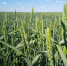 Пензенский Россельхозцентр принимает заявки на апробацию - Администрация Каменского района