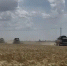 Аграрии Ставрополья начинают уборку зерновых культур — губернатор - Телеканал СвоёТВ