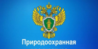 Новгородская межрайонная природоохранная прокурора информирует. - Демянский район
