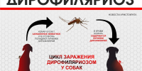 Дирофиляриоз - паразитарное заболевание, передающееся комарами - Газета Черноморские известия