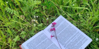 Костромичи обменяются книгами на «Парковом пиКНИГе»: полная программа фестиваля - Интернет-телевидение Логос
