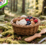 Про сбор ягод и грибов в 2026 году - Министерство лесного, охотничьего хозяйства и природопользования