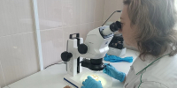 В Бурятию завезли много-много лука из Казахстана - ИА Байкал-Daily