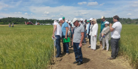 День поля: в Камышинском районе оценили новые сорта отечественной селекции - Агропромышленный центр