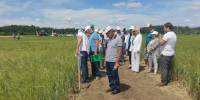 День поля: в Камышинском районе оценили новые сорта отечественной селекции - Администрация области