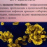 Бруцеллёз - Городское поселение р.п. Средняя Ахтуба
