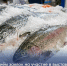 Продолжается приём заявок на участие в выставке Seafood Expo Russia 2026 - Министерство развития Арктики и экономики