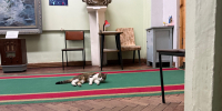 кошка в музее - ИА Nord-News.Ru
