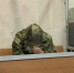 Обвиняемому в убийстве 9-летнего мальчика из Петербурга грозит пожизненное - 47 новостей