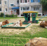 «Купим мангал и наточим шампуры»: жители Шимановска вновь жалуются на коров-«оккупанток» - Asn24.Ru