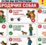Теперь о нем можно сообщить на Госуслугах за 2 минуты Заботиться о порядке и безопасности в нашем округе стало проще! На «Госуслугах» запущен новый сервис, который позволяет оперативно передавать информацию о безнадзорных кошках и собаках. - Агаповский район