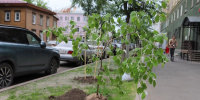 Высадка тополей. Фото пресс-службы администрации Иркутска - Irk.Ru