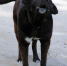 В Аткарске бездомная собака укусила подростка. Возбуждено уголовное дело - ИА Взгляд-инфо