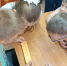 Познавательная игра «Здоровым быть — в радости жить» - Башмаковский район