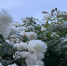 Розы. Фото ruffnews.ru - RuffNews.Ru